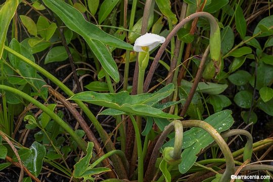 Peltandra sagittifolia (Michx.) Morong的圖片