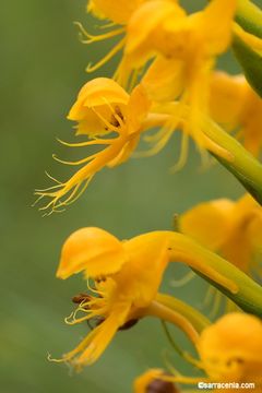 Image of Crested Yellow Orchid