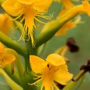Image of Crested Yellow Orchid