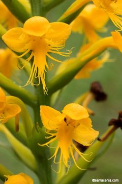 Image of Crested Yellow Orchid