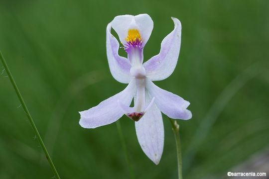 Calopogon pallidus Chapm.的圖片