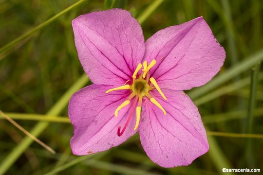 Image de Rhexia alifanus Walt.