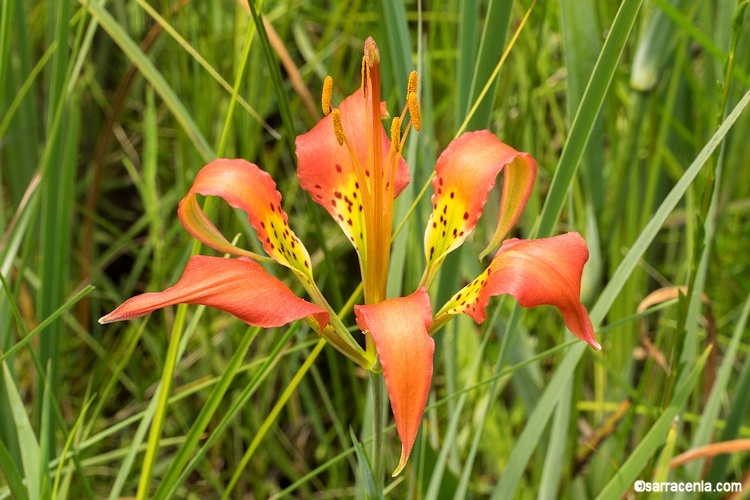 Lilium catesbaei Walter resmi