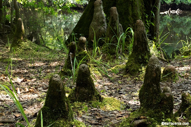 Image of Bald Cypress