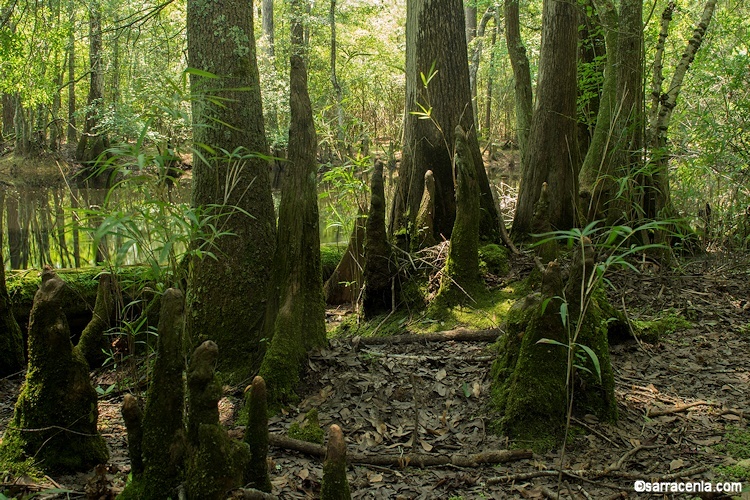 Image of Bald Cypress