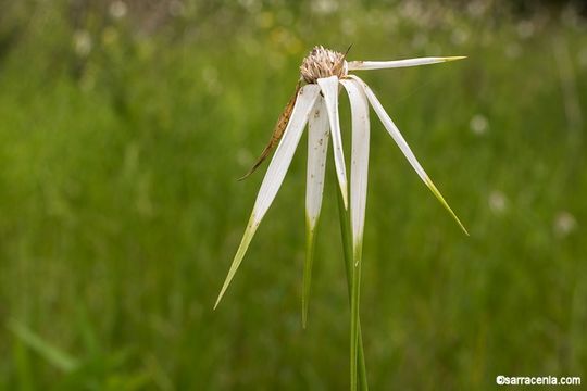 Image of starrush whitetop