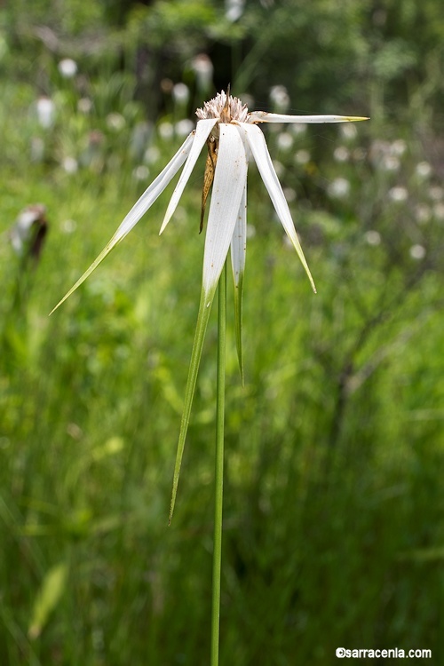 Image of starrush whitetop