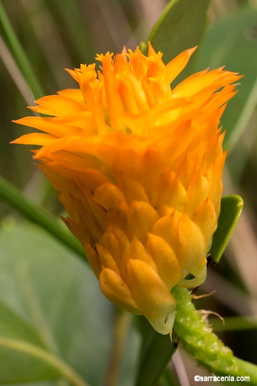 Sivun Polygala lutea L. kuva