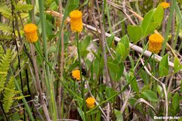 Sivun Polygala lutea L. kuva