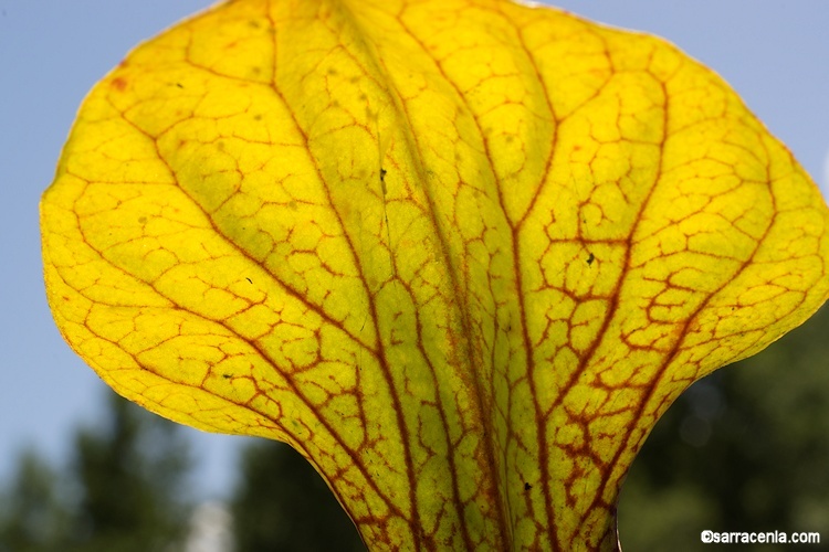 Image of Green Pitcherplant