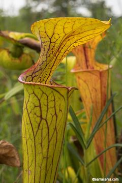 Image of Green Pitcherplant