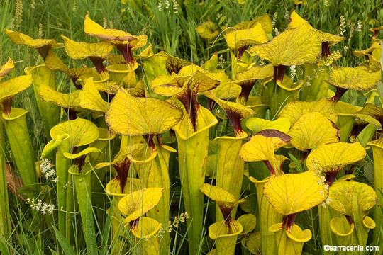 Image of Yellow pitcher plant