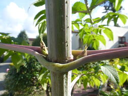 Image of Tree dahlia