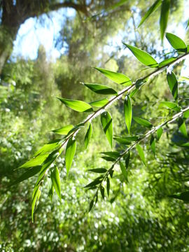 Image of prickly-leaf teatree