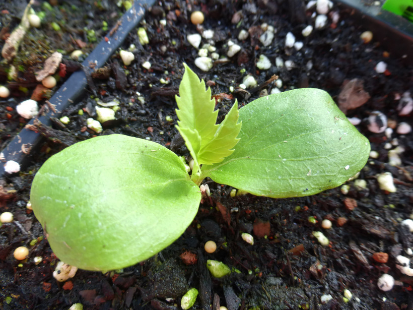 Image of Honey Bush