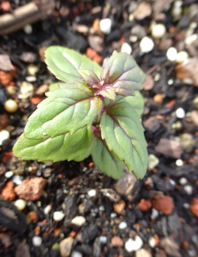 Image of heartleaf keckiella