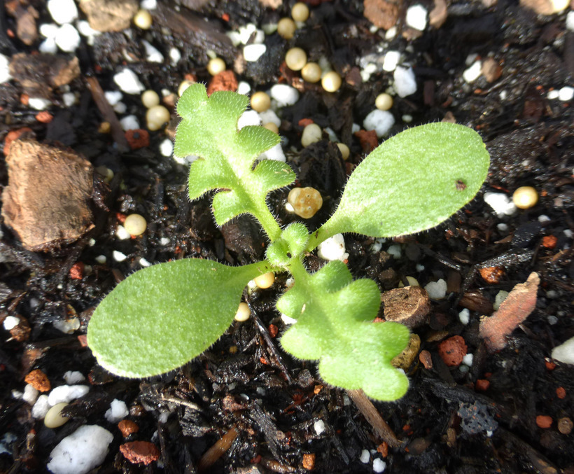 Imagem de Nemophila maculata Benth. ex Lindl.