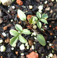 Слика од Polemonium carneum A. Gray