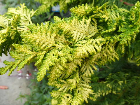 Image of Hinoki Cypress