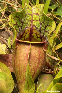 Image of <i>Sarracenia purpurea</i> ssp. <i>venosa</i>