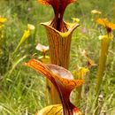 Image of <i>Sarracenia flava</i> var. <i>cuprea</i>