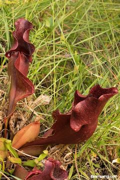 Image of <i>Sarracenia purpurea</i> ssp. <i>venosa</i>