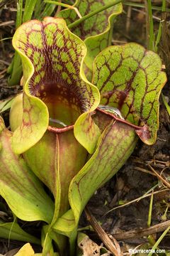 Image of <i>Sarracenia purpurea</i> ssp. <i>venosa</i>