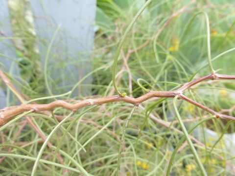 Image of Acacia merinthophora E. Pritz.