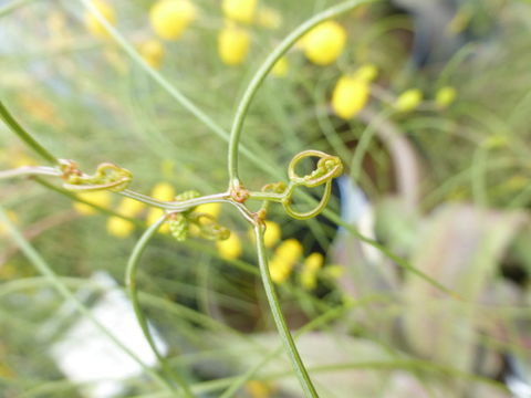 Image of Acacia merinthophora E. Pritz.