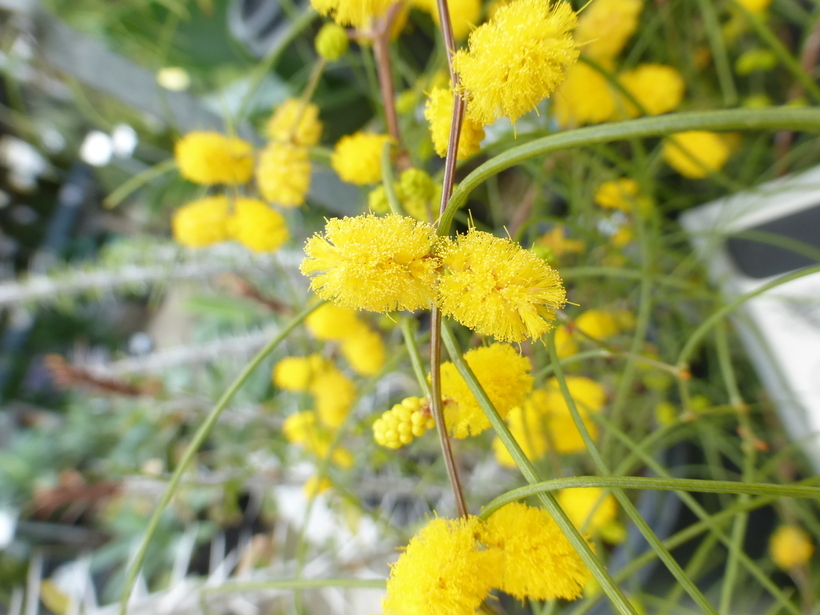 Image of Acacia merinthophora E. Pritz.