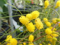 Image of Acacia merinthophora E. Pritz.