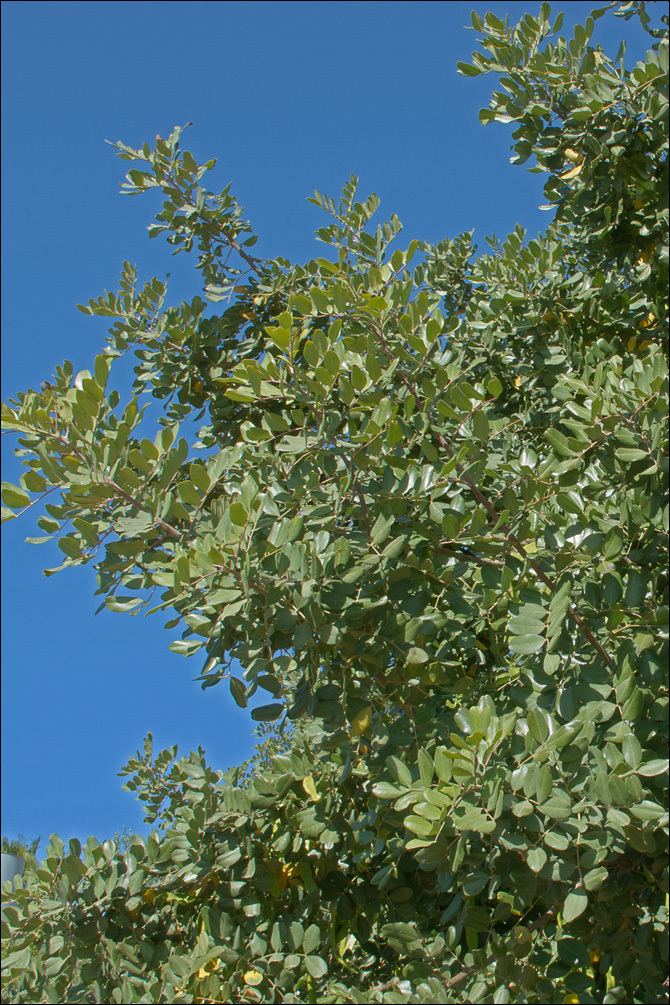 Image of Carob Tree