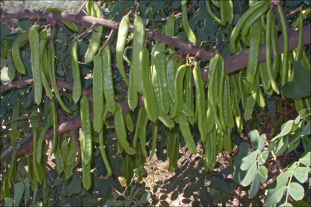 Image of Carob Tree