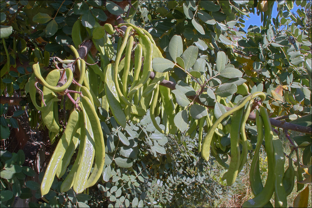 Image of Carob Tree