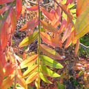 Image of Mountain sumac