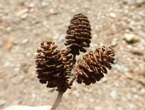 Image of European alder