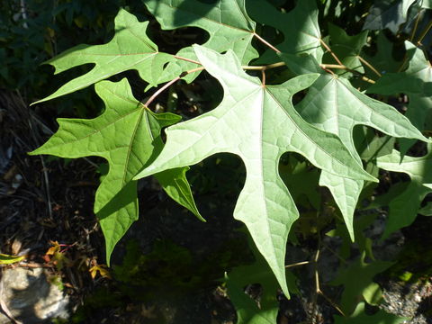 Image of Alangium sinicum (Nakai) S. Y. Hu, Spongberg & Z. Cheng