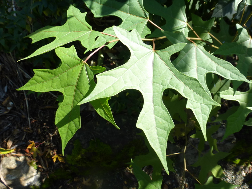 Image of Alangium sinicum (Nakai) S. Y. Hu, Spongberg & Z. Cheng