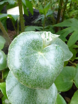 Image of Begonia venosa Skan ex Hook. fil.