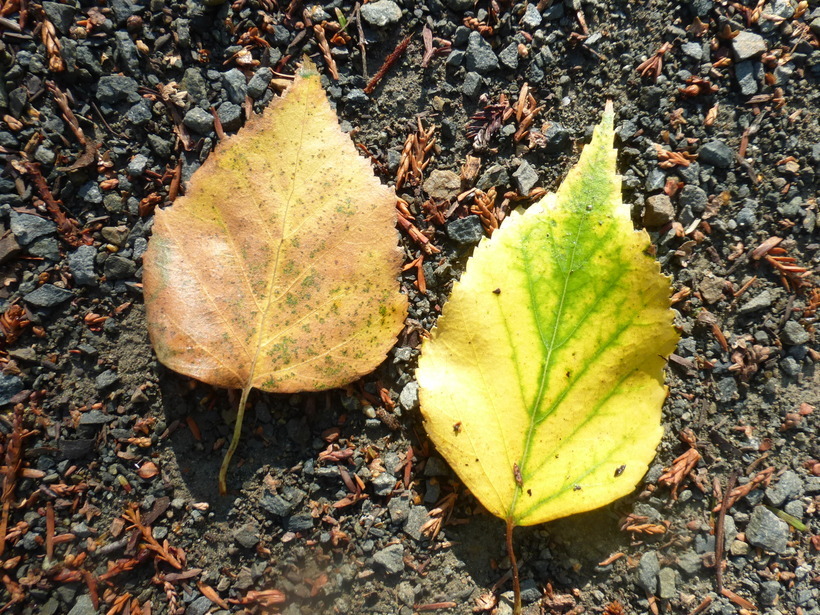 Image of <i>Betula platyphylla</i>