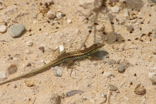 Image of Snake-eyed lizard