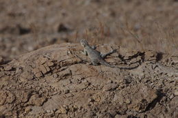 Image of Roughtail Rock Agama