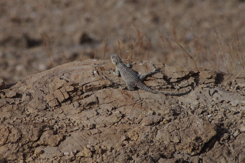 Image of Roughtail Rock Agama