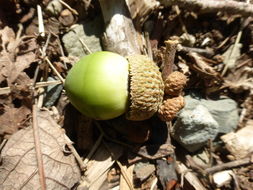 Image of Quercus obtusata Bonpl.