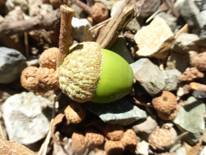 Image of Quercus obtusata Bonpl.