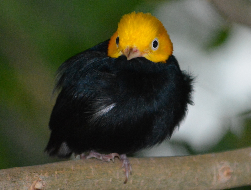 Image of Golden-headed Manakin