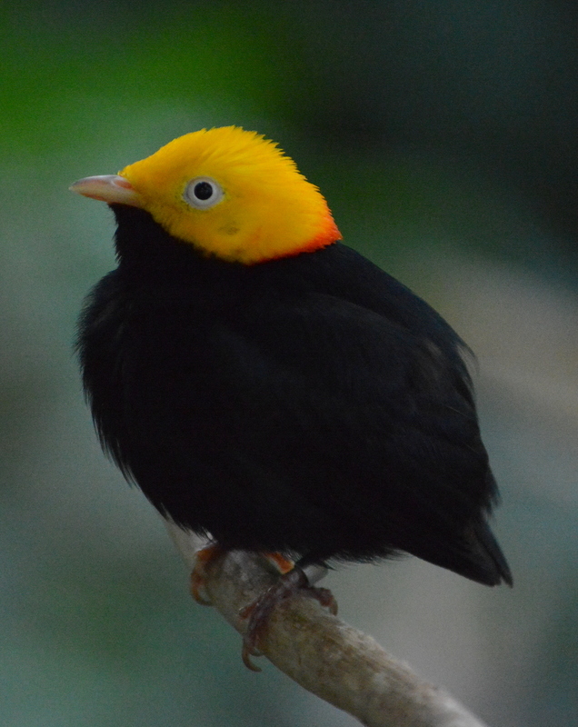 Image of Golden-headed Manakin