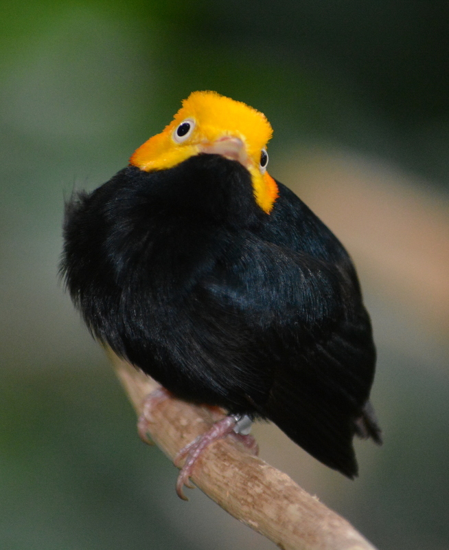 Image of Golden-headed Manakin