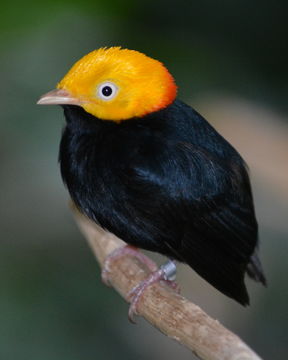 Image of Golden-headed Manakin