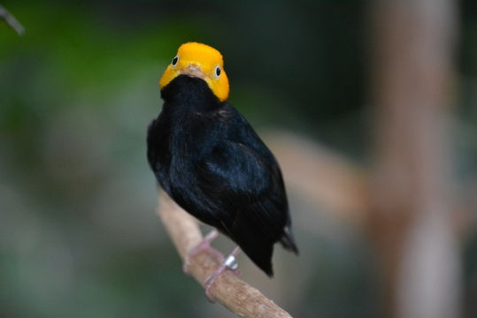 Image of Golden-headed Manakin